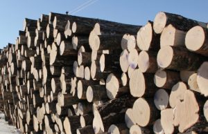 Savavališkai medžius nukirtusiam obeliečiui gresia nemalonumai.