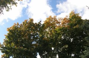 Grius paskutinieji aukštaūgiai medžiai Senieji medžiai