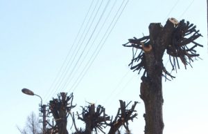 Nugenėti medžiai – tarsi žmonės be rankų Laisvės gatvės liepos...