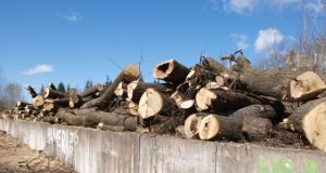 Respublikos gatvės medžiai laikinai vežami į aikštelę šalia Apušoto miško. D.Zibolienės nuotr.