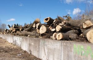 Respublikos gatvės medžiai laikinai vežami į aikštelę šalia Apušoto miško. D.Zibolienės nuotr.