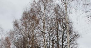 A.Strazdelio gatvės pažeisti medžiai kelia pavojų. D.Zibolienės nuotr.