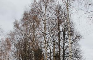 A.Strazdelio gatvės pažeisti medžiai kelia pavojų. D.Zibolienės nuotr.