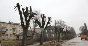Pjaunami ir genimi Vilniaus ir Laisvės gatvių medžiai