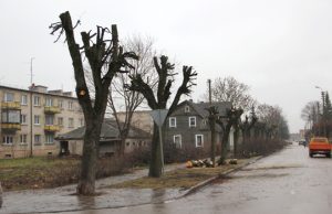 Pjaunami ir genimi Vilniaus ir Laisvės gatvių medžiai