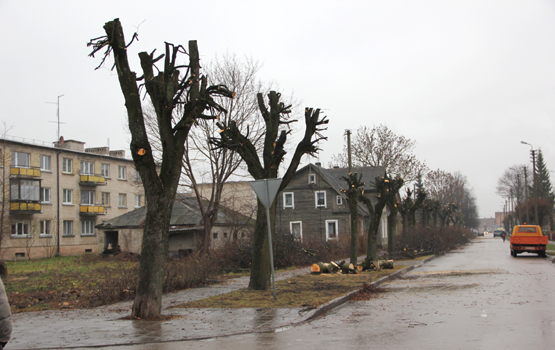 Pjaunami ir genimi Vilniaus ir Laisvės gatvių medžiai Pjaunami ir genimi Vilniaus ir Laisvės gatvių medžiai