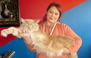 Meino meškėnų veisėja Rita Pupelienė: „Neįsimylėti jų – neįmanoma“ Rokiškėnė Rita Pupelienė neslepia: ją papirko Meino meškėnų masyvumas ir ramus būdas. Nuotraukoje – su kastruotu patinu Leonardu Dikaprijumi