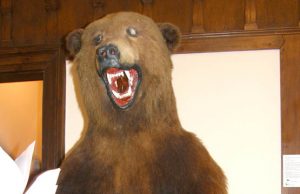 Krašto muziejaus meška liko be nago. L.Dūdaitės nuotr.