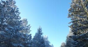 Miškas vėl dedamas ant politikos svarstyklių. A.Minkevičienės nuotr.