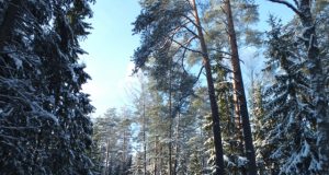 Rajono miškų kelių remontui ir priežiūrai šiemet skirta beveik 86 tūkst. eurų. A.Minkevičienės nuotr.