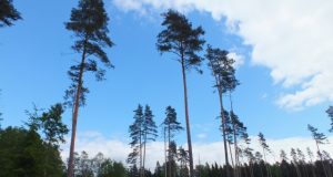 „Nelegali mediena“ patikrų rezultatai: pas mus – ramu
