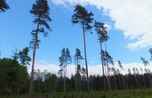 „Nelegali mediena“ patikrų rezultatai: pas mus – ramu, pas kaimynus „kabliukų“ aptikta „Nelegali mediena“ patikrų rezultatai: pas mus – ramu