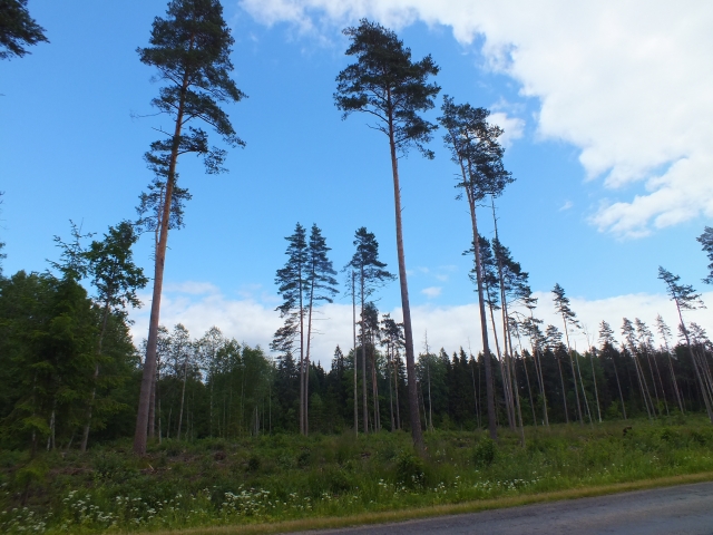 „Nelegali mediena“ patikrų rezultatai: pas mus – ramu