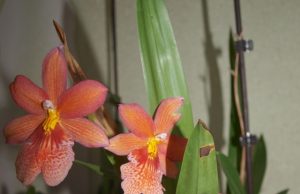 Miltonija – įnoringoji našlaitė Pražydusi miltonija. L. Dūdaitės nuotr.