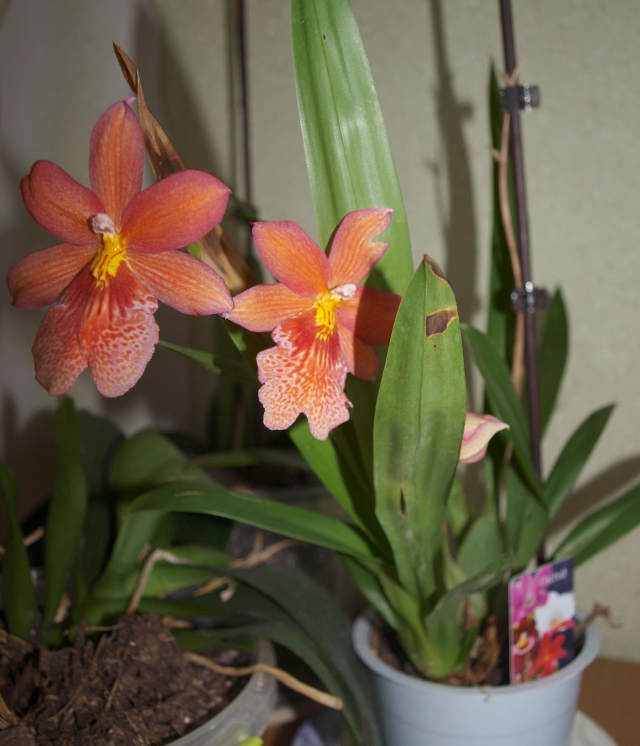 Pražydusi miltonija. L. Dūdaitės nuotr. Pražydusi miltonija. L. Dūdaitės nuotr.