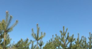 Europos miško pušys jau seniai ūgiu pralenkė šios idėjos autorių urėdą Rimantą Kapušinską. A.Minkevičienės nuotr.