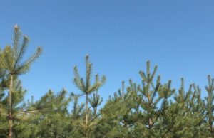 Europos miško pušys jau seniai ūgiu pralenkė šios idėjos autorių urėdą Rimantą Kapušinską. A.Minkevičienės nuotr.