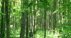 Šio genetinio liepų draustinio sėklomis veisiami kelių šalies rajonų liepynai. J.Adamonio nuotr.