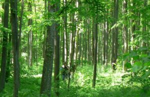 Liepa – menininkų, medaus ir… vidurvasario medis Šio genetinio liepų draustinio sėklomis veisiami kelių šalies rajonų liepynai. J.Adamonio nuotr.