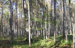 Taip atrodo pušies