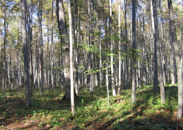 Taip atrodo pušies