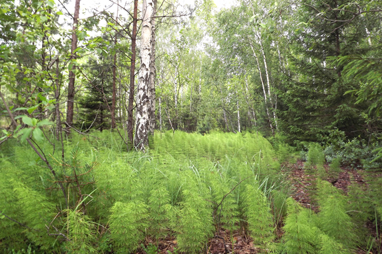 Rajono miškų plotai nuolat auga. K.Bagdono nuotr.