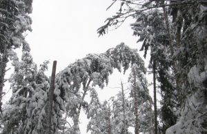 Baltasis badas: žiemos spąstuose – paukščiai ir žvėrys Kaip šią žiemą išgyvens miško žvėrys?