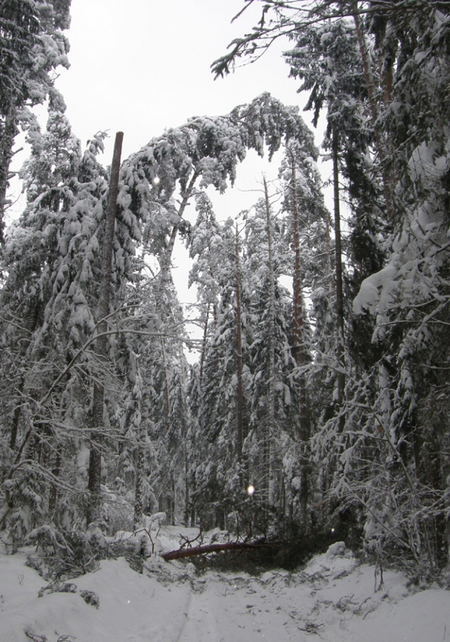 Kaip šią žiemą išgyvens miško žvėrys?