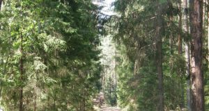 Nuo seno lietuvis saugojo ir brangino mišką. D.Zibolienės nuotr.