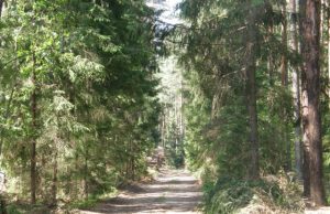 Nuo seno lietuvis saugojo ir brangino mišką. D.Zibolienės nuotr.