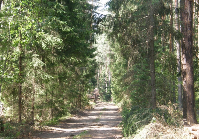 Nuo seno lietuvis saugojo ir brangino mišką. D.Zibolienės nuotr.