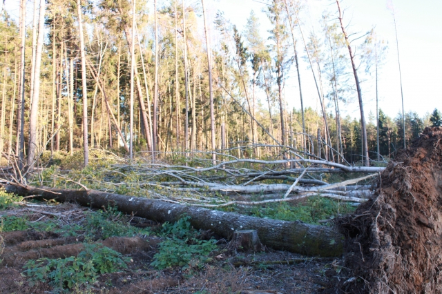 Jūžintų seniūnijos miškas po škvalo. S.Prievelio nuotr.