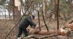 ''Sėkliniame pušyne „pasidarbavo“ galingas viesulas''