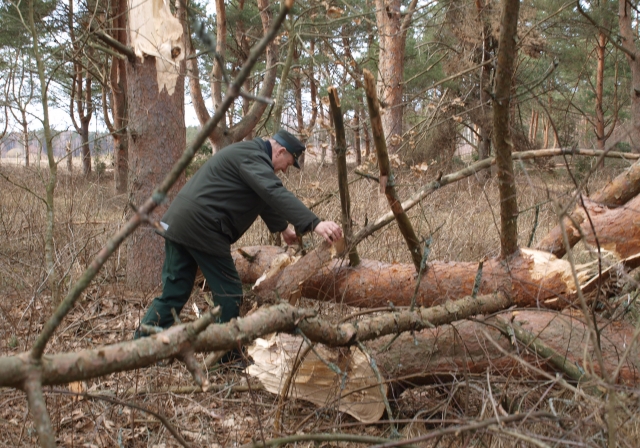 ''Sėkliniame pušyne „pasidarbavo“ galingas viesulas''