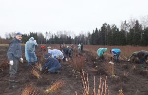 Miškininkų sukviesti talkininkai dulksnojančio lietaus neišsigando ir suplanuotą darbą pareigingai įvykdė. A.Minkevičienės nuotr.