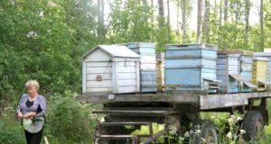 Meilutė Močiškytė sako