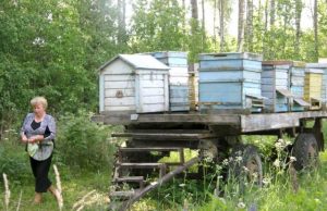 Meilutė Močiškytė sako