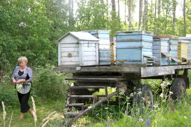 Meilutė Močiškytė sako