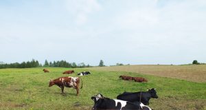 Ganyklose mašalų atakų sulaukiama kiekvieną pavasarį. A.Minkevičienės nuotr.