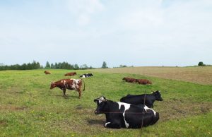 Ganyklose mašalų atakų sulaukiama kiekvieną pavasarį. A.Minkevičienės nuotr.