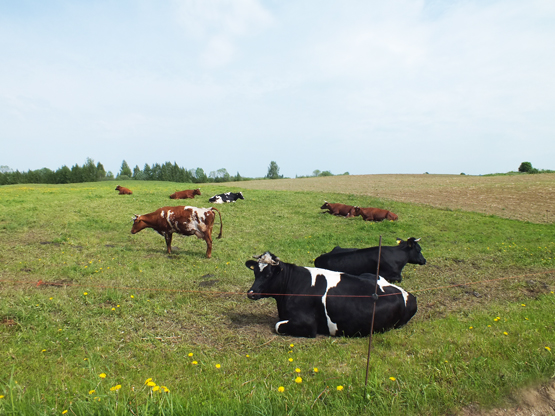 Ganyklose mašalų atakų sulaukiama kiekvieną pavasarį. A.Minkevičienės nuotr.