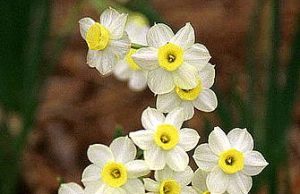 Šiandien - socialinių darbuotojų diena