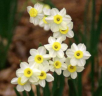 Šiandien - socialinių darbuotojų diena