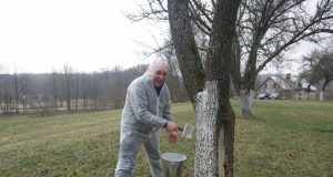 Pūčkorių sode talkininkauja "Pragiedrulių" klubo vadovas Algis Narutis.