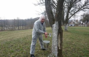 Pūčkorių sode talkininkauja "Pragiedrulių" klubo vadovas Algis Narutis.