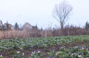 Pasėliai žaliuoja, pelkėse šokinėja varlės, o karvės ruošiamos ganiavai Pagojės kvartale našlaičių ežios žydi kaip gegužės pradžioje. A. Minkevičienės nuotr.