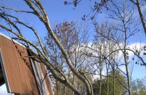 Perpjautos sijos ir atremtas medis kėlė grėsmę poilsiautojams.