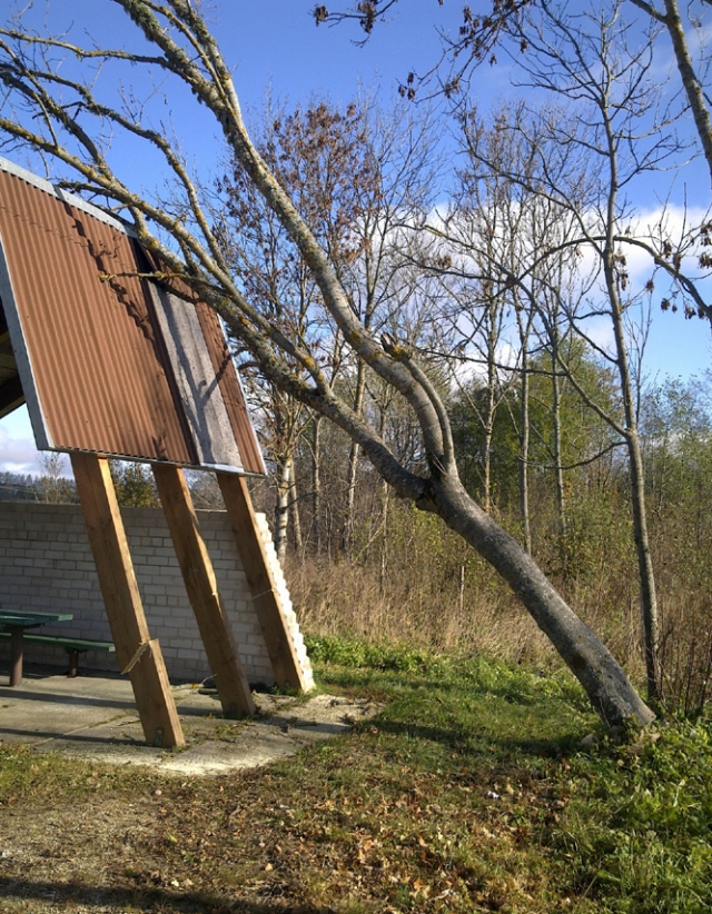 Perpjautos sijos ir atremtas medis kėlė grėsmę poilsiautojams.