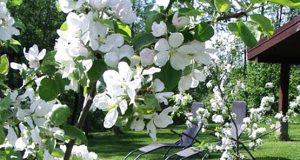 Žydintys vaismedžiai teikia ne tik džiaugsmą...  D.Zibolienės nuotr.