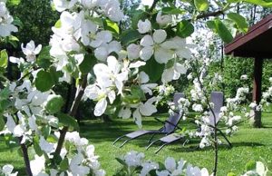 Žydintys vaismedžiai teikia ne tik džiaugsmą...  D.Zibolienės nuotr.